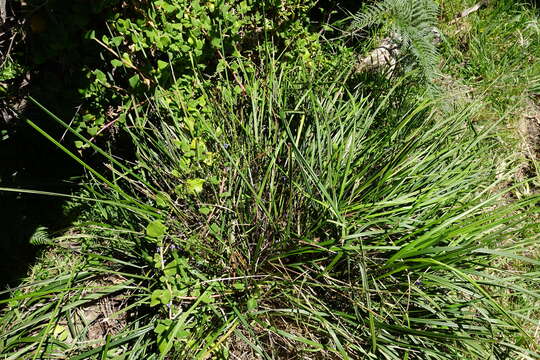 Image of Dianella brevicaulis (Ostenf.) G. W. Carr & P. F. Horsfall