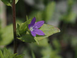 Image of Legousia scabra (Lowe) Gamisans