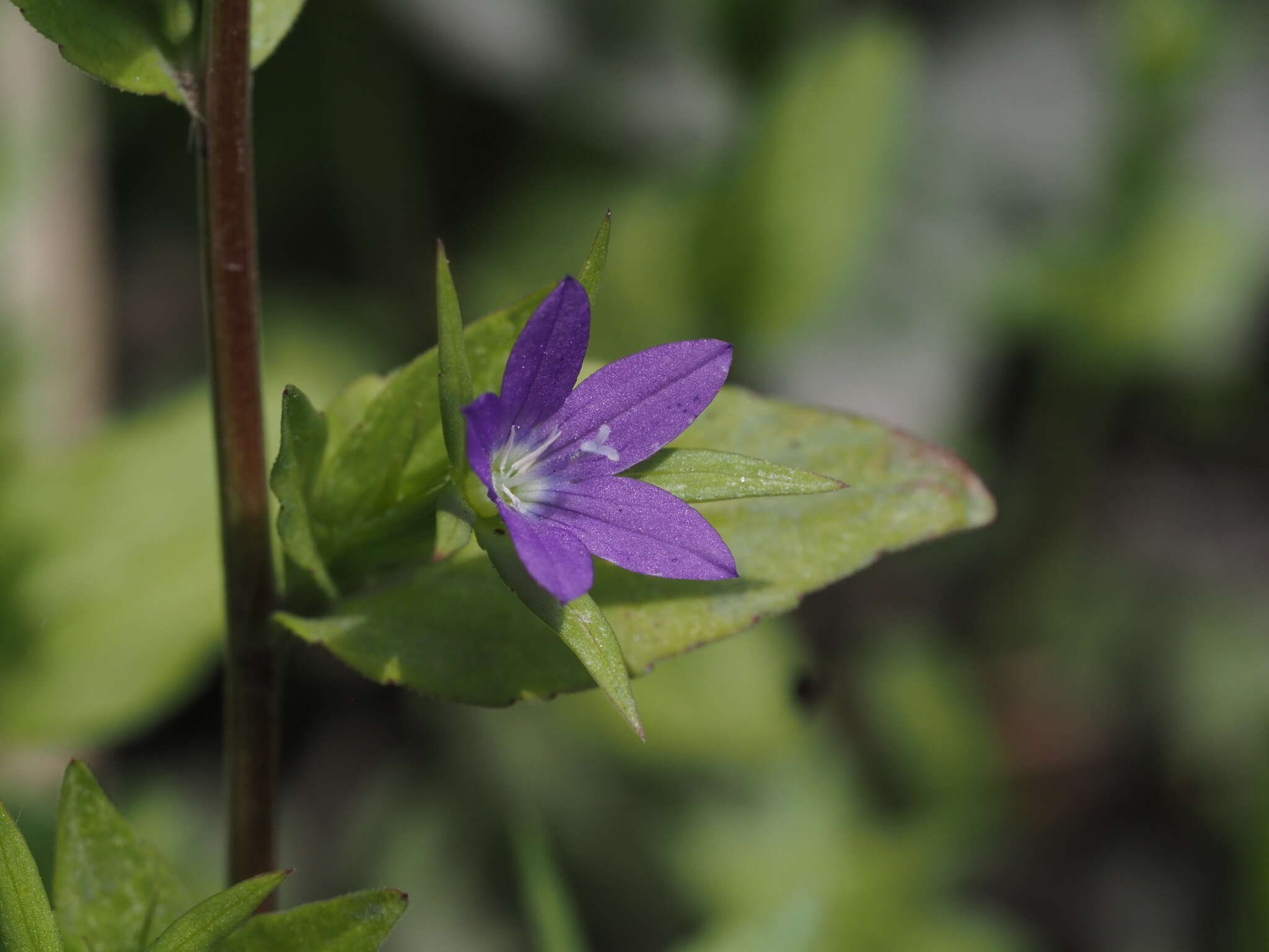 Image of Legousia scabra (Lowe) Gamisans