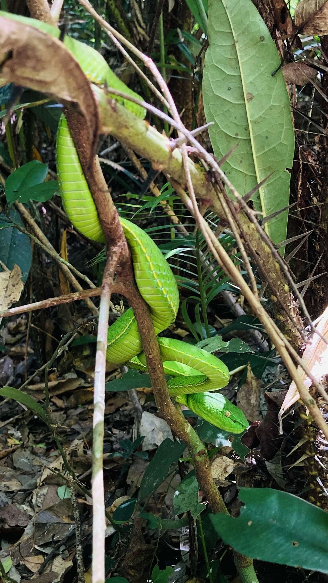 Image of Trimeresurus vogeli David, Vidal & Pauwels 2001