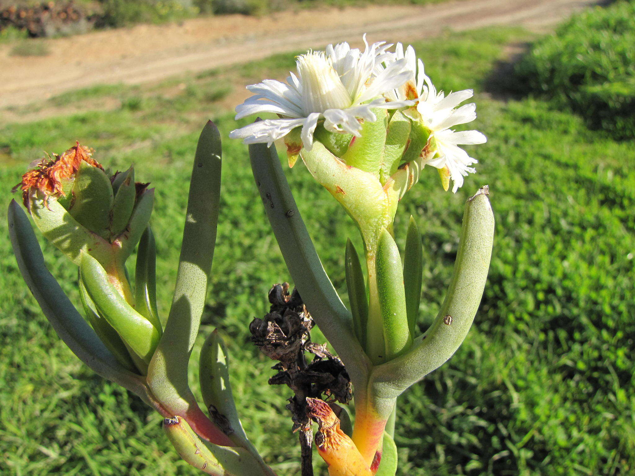 Image of Stayneria neilii (L. Bol.) L. Bol.