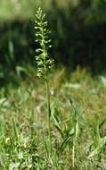 Слика од Platanthera algeriensis Batt. & Trab.