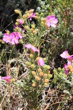 Image of Orphium