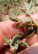 Image of hairy caltrop