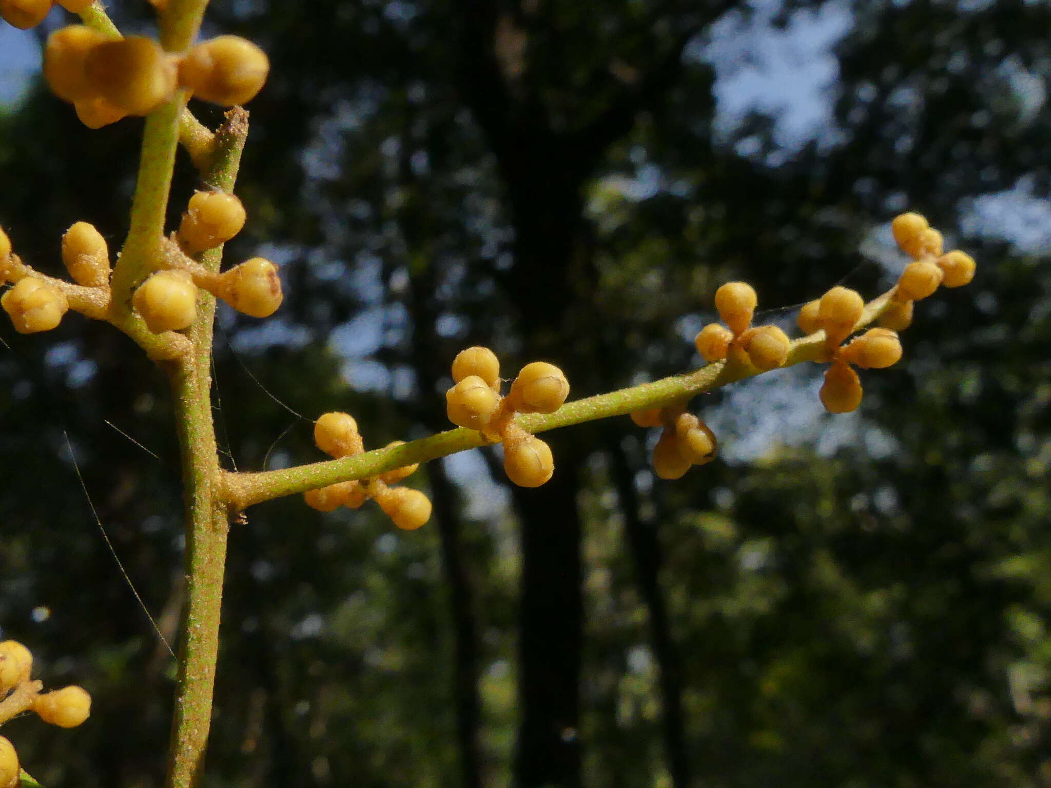 Image of Aglaia elaeagnoidea (A. Juss.) Benth.