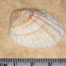 Image of Megacardita turgida (Lamarck 1819)