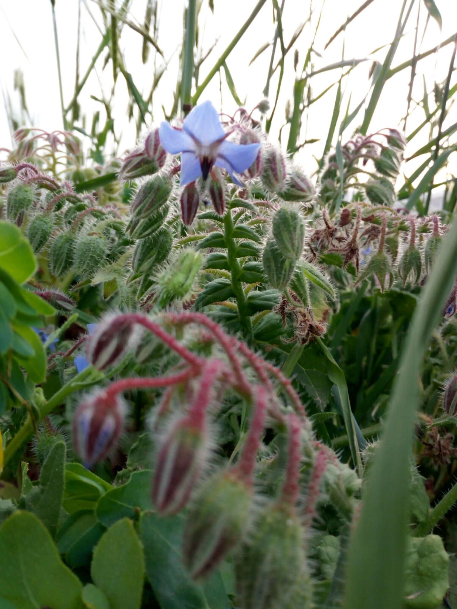 Image of borage