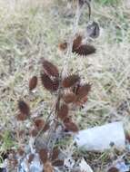 Image of Xanthium orientale subsp. italicum (Moretti) Greuter