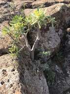 Image de Euphorbia regis-jubae J. Gay