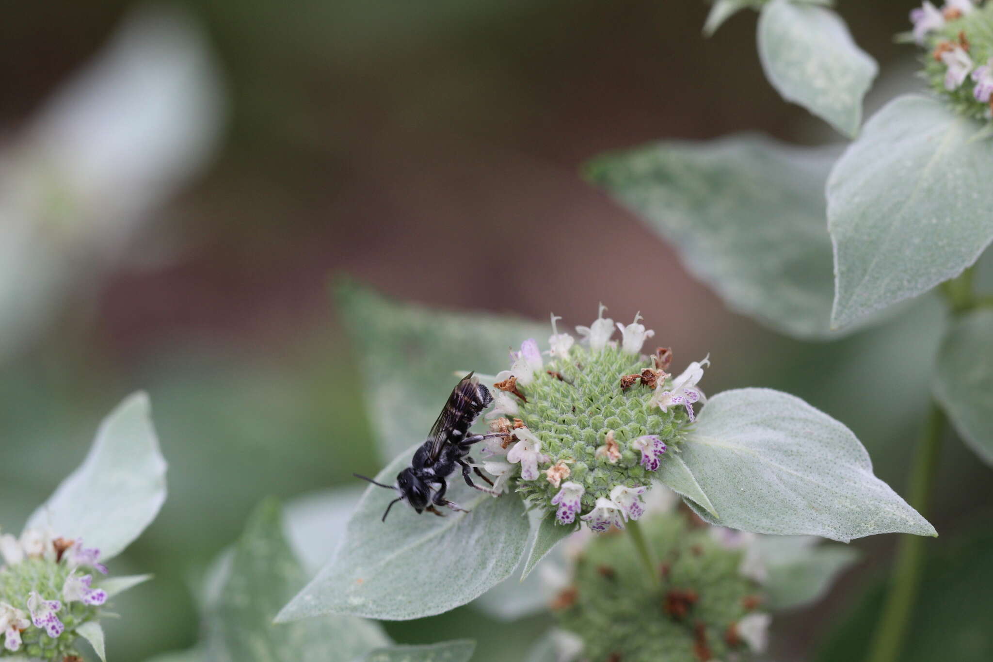 Image of Slender Resin Bee