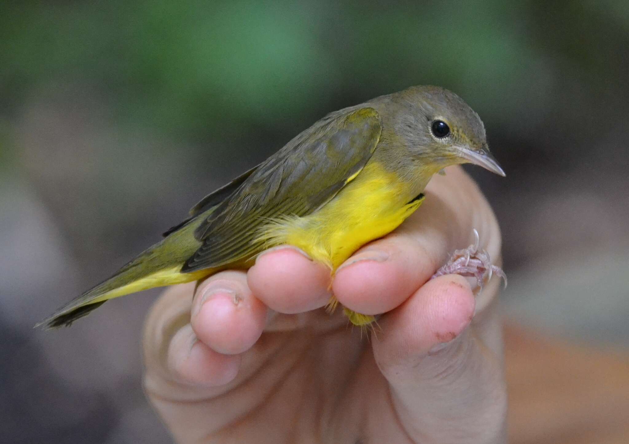 Image of Mourning Warbler