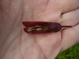 Image de Melianthus major L.