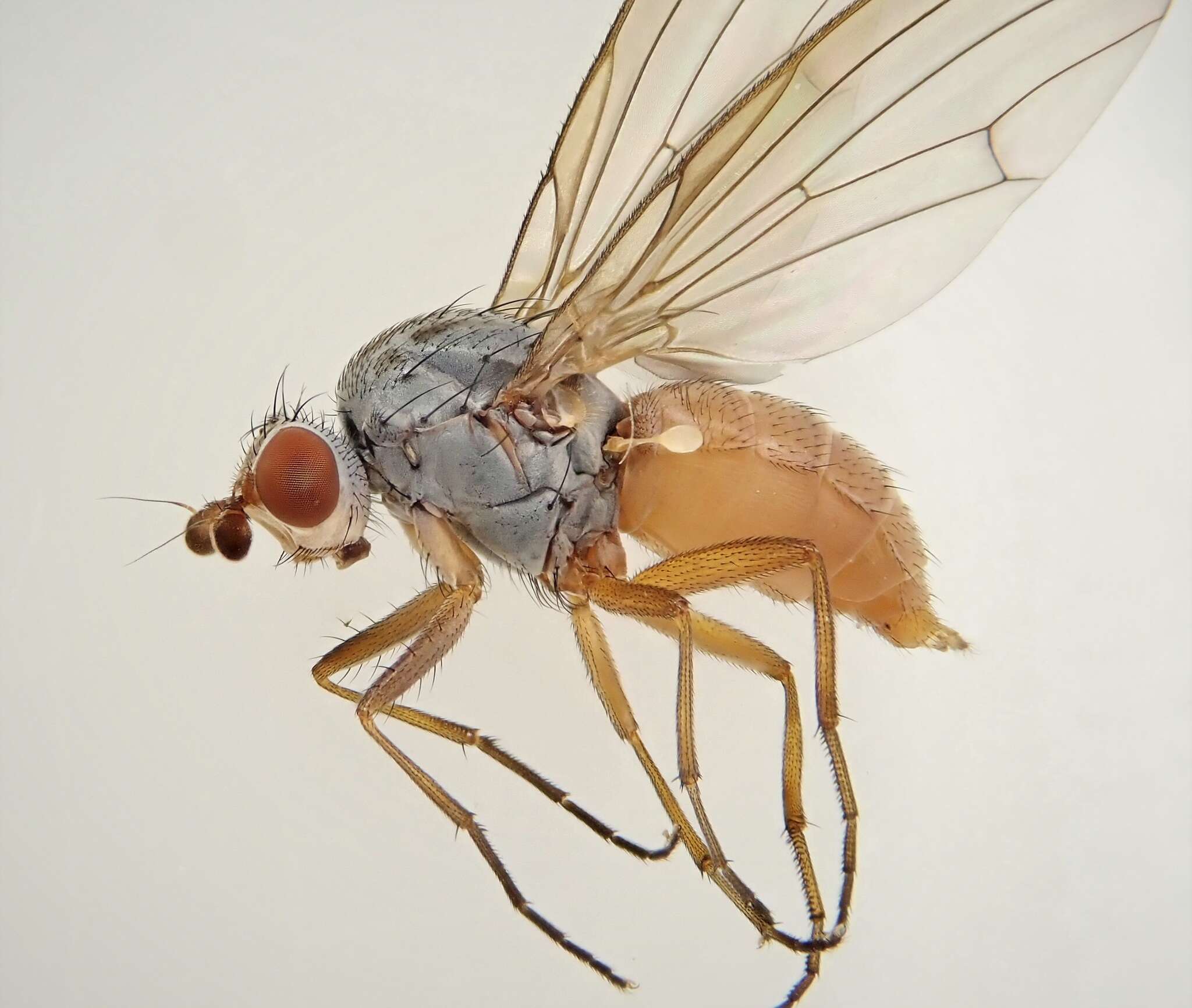 Image of Heteromyza oculata Fallen 1820