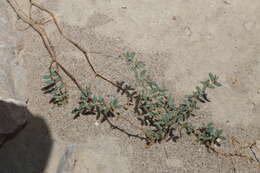 Image of boquillas sandmat