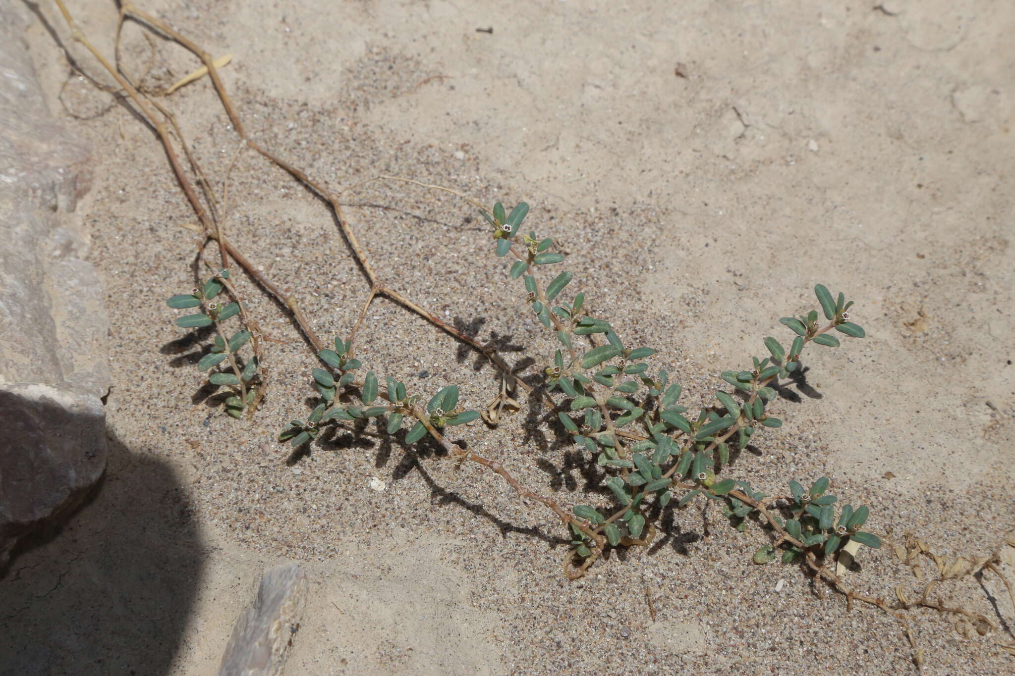 Image of boquillas sandmat