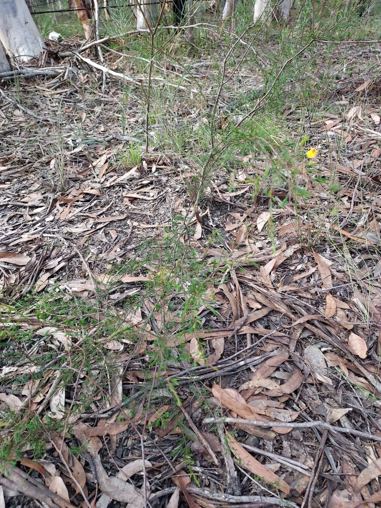 Image of Dillwynia tenuifolia DC.