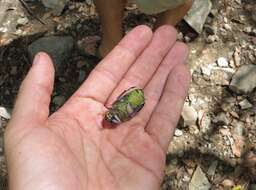 Imagem de Chrysina beyeri (Skinner 1905)