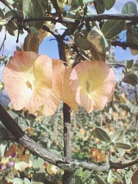 Image of Calcicola parvifolia (A. Juss.) W. R. Anderson & C. Davis