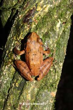 Image of Polymorphic Robber Frog