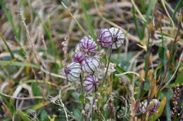 Image of apetalous catchfly