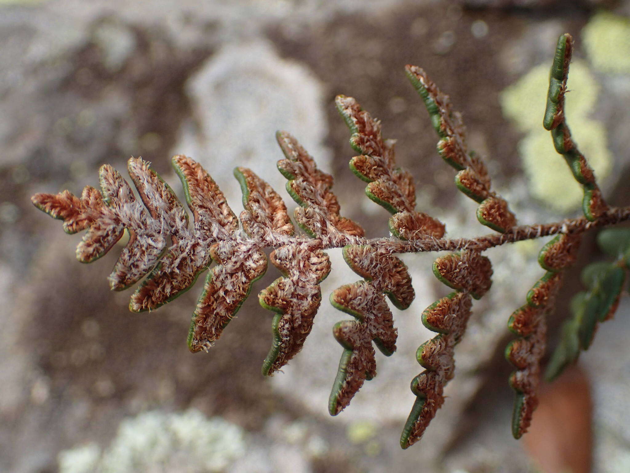 Image of Paragymnopteris marantae subsp. marantae