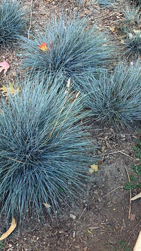 Слика од Festuca glauca Vill.