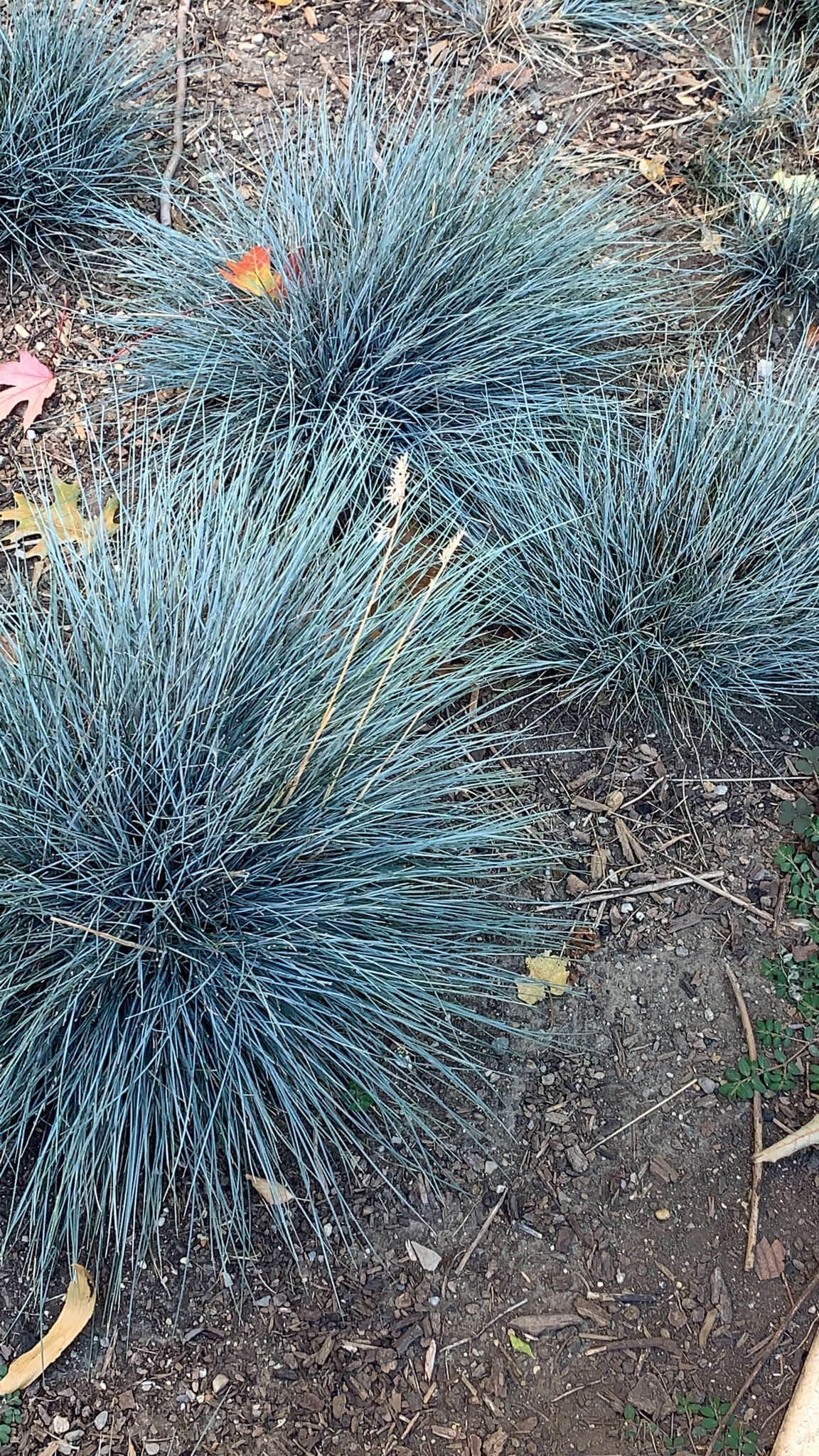 Слика од Festuca glauca Vill.