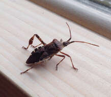 Image of Pine Seed Bug