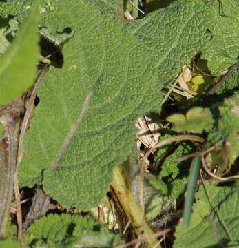 Imagem de Salvia pratensis L.