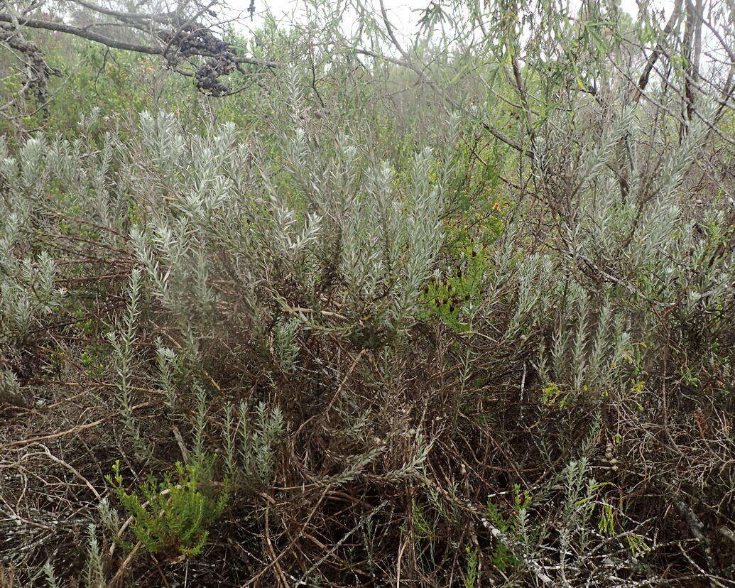 Image of Achyranthemum paniculatum