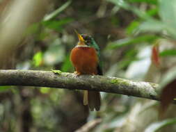 Image of Yellow-billed Jacamar