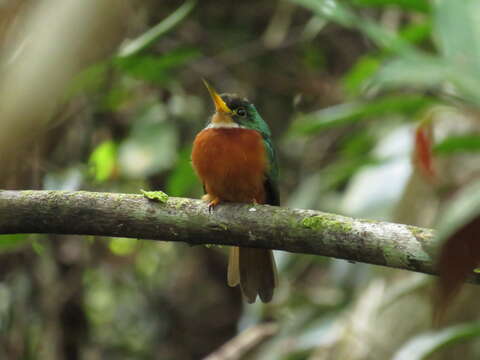 Image of Yellow-billed Jacamar