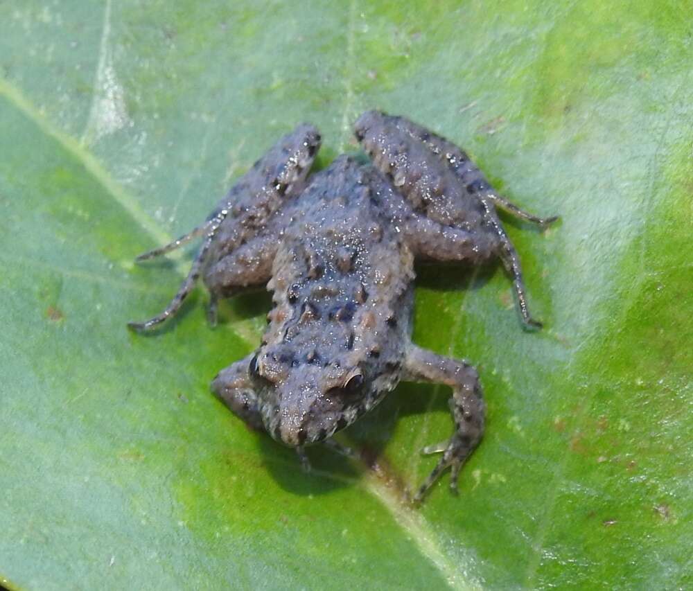 Image of Hensel’s Swamp Frog