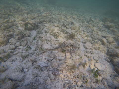 Image of Cortez Round Stingray