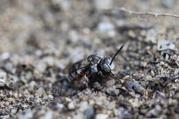 Image de Epeolus minimus (Robertson 1902)