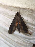 Image of Cramer's Sphinx Moth