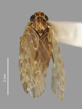 Image of <i>Agandecca annectens</i> White 1879