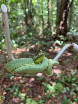 Image of Green Jararaca