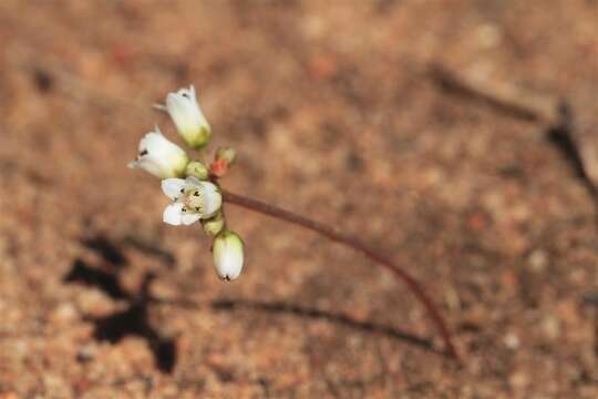 Image of Crassula saxifraga Harv.