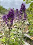 Image de Phacelia sericea subsp. ciliosa (Rydb.) G. W. Gillett