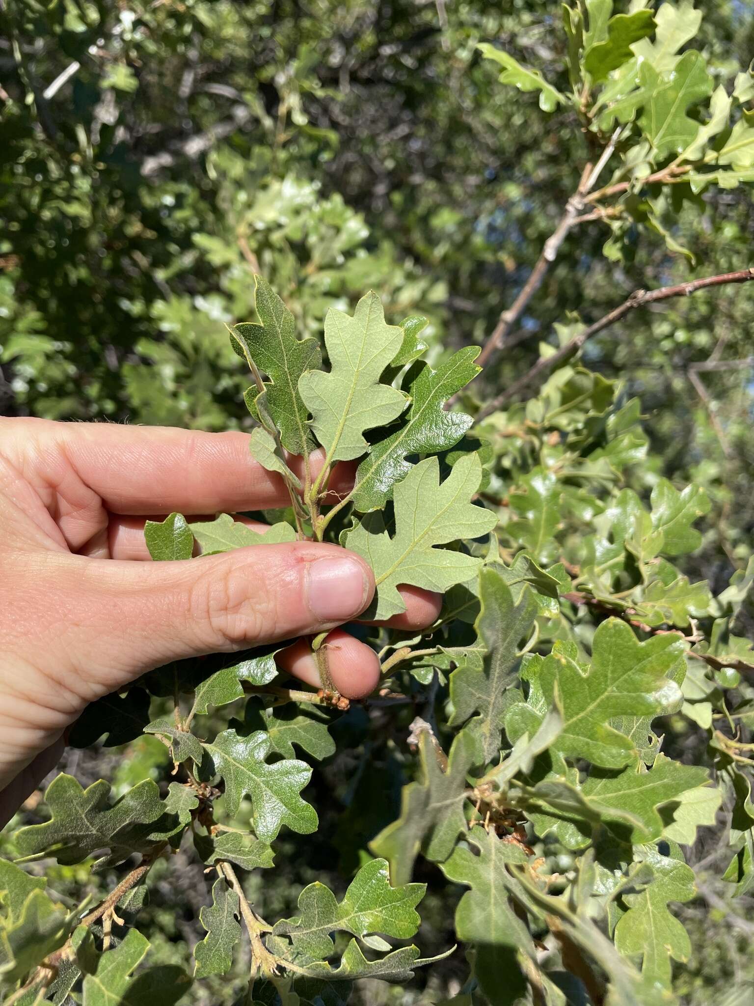 Image of Oregon white oak