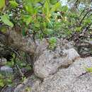 Image of Bursera rupicola León de la Luz