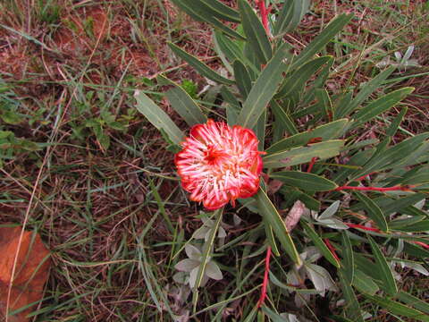 Image of Protea parvula Beard