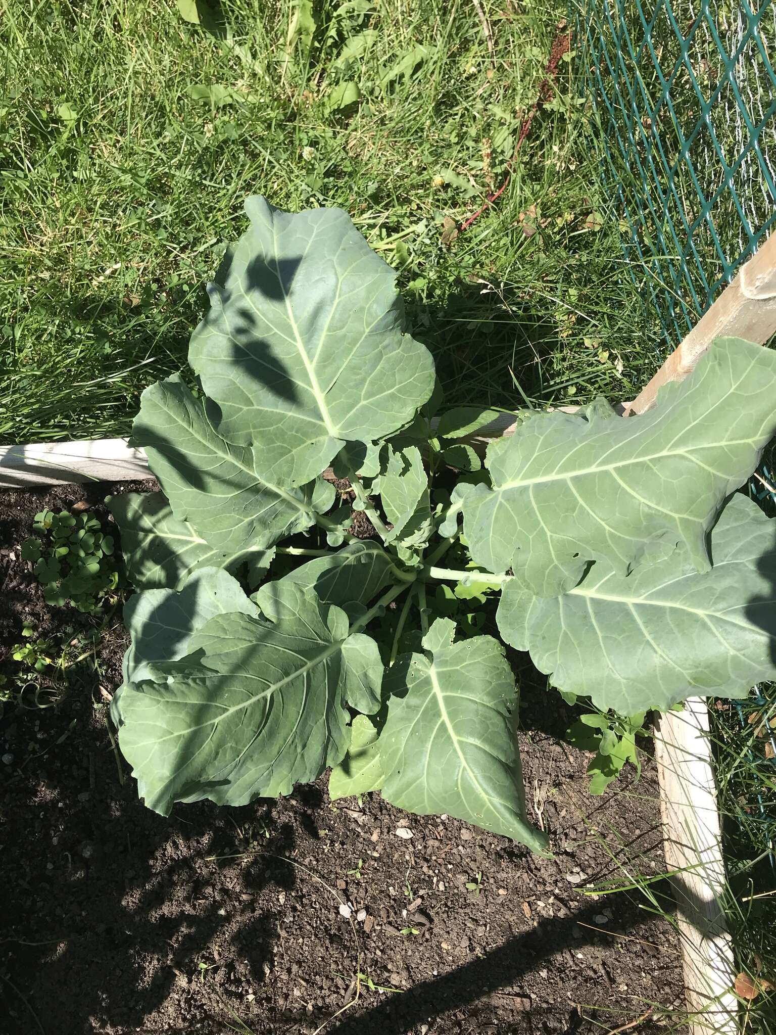 Imagem de Brassica oleracea var. viridis L.