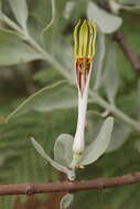 Слика од Agelanthus natalitius (Meissn.) R. M. Polhill & D. Wiens