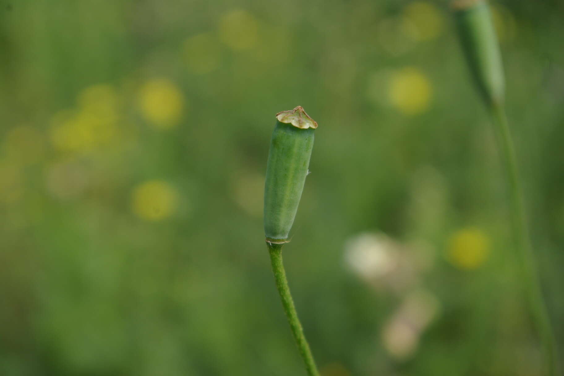 Image of Papaver albiflorum subsp. albiflorum