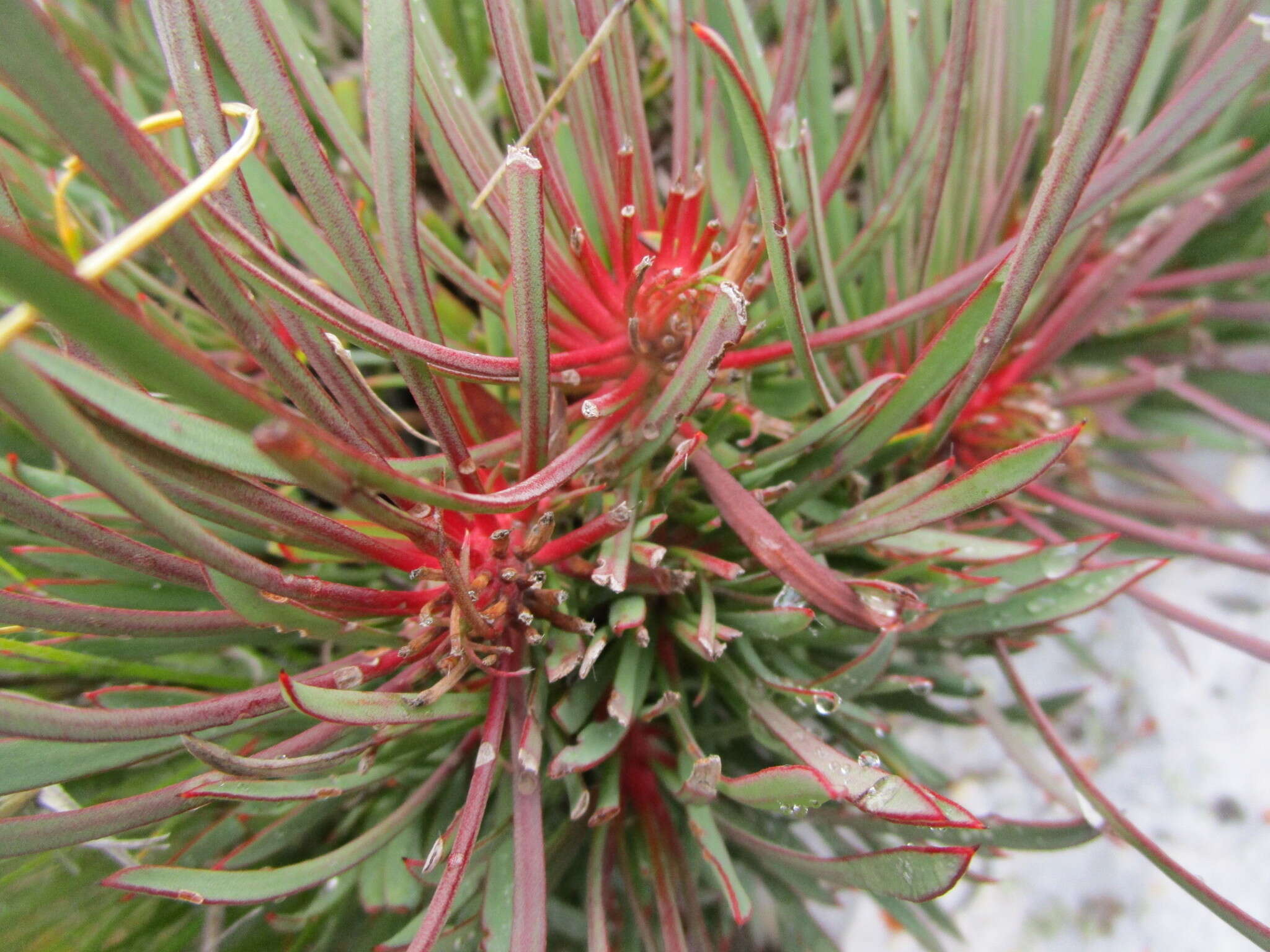 Image of Protea montana E. Mey. ex Meissn.