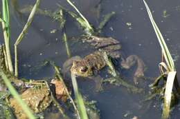 Image of Common Toad