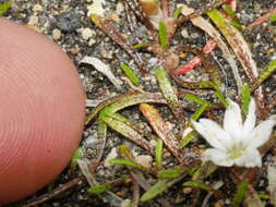 Montia campylostigma (Heenan) Heenan resmi