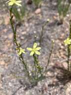 Image of New Mexico yellow flax